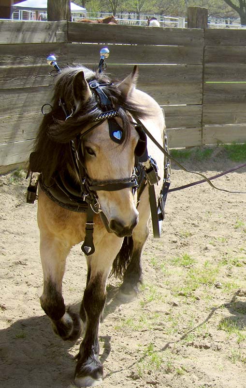 Susie's Sampson. EMS. Susie's Sampson. EMS.