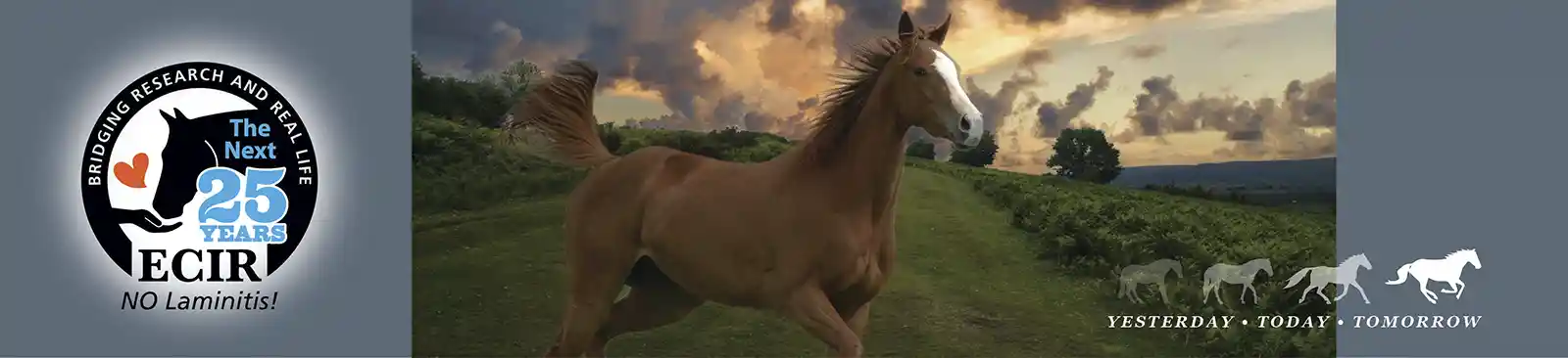 No Laminitis